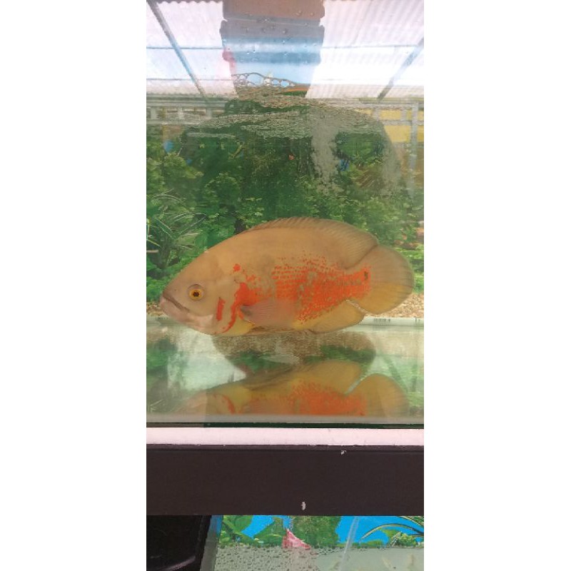 ikan oscar albino size jumbo