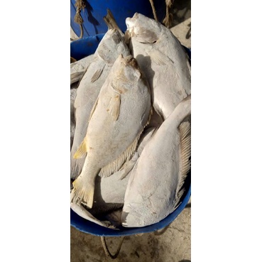 

ikan kaci kaci beku frozen size 500 up