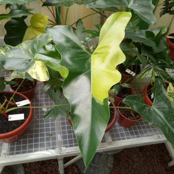 RARE Batang/Bonggol Philodendron Williamsii Variegata