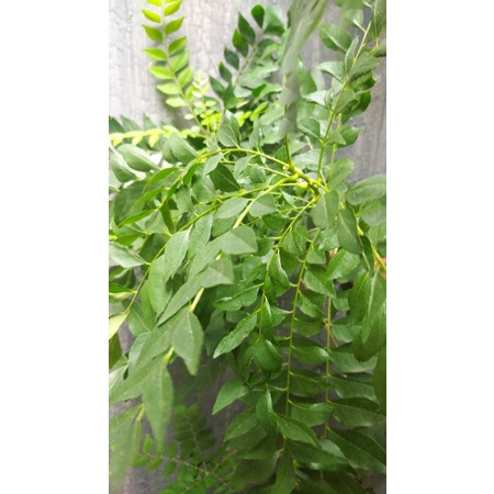 

Daun Kari Curry Salam Koja petik segar 100gram