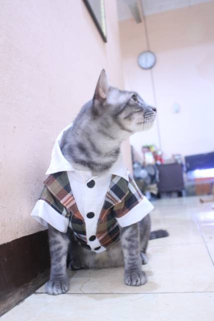 Tuxedo tanpa dasi motif kotak-kotak coklat lucu untuk kucing &amp; anjing / baju kucing murah size S-XL