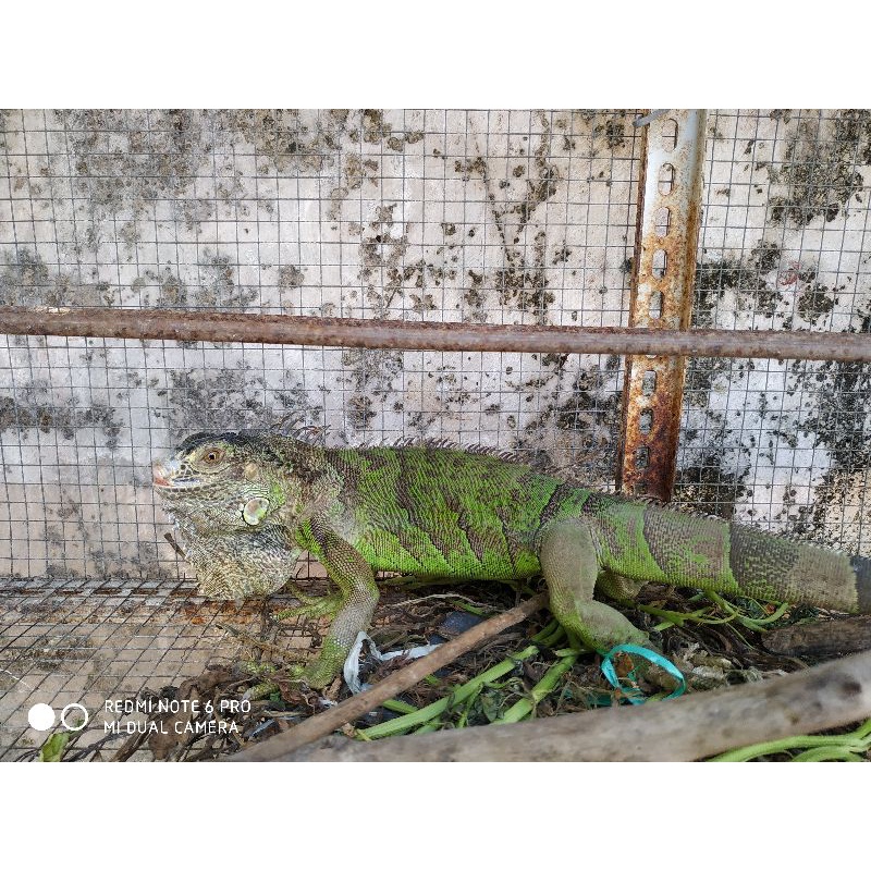 IGUANA GREEN JANTAN MURAH