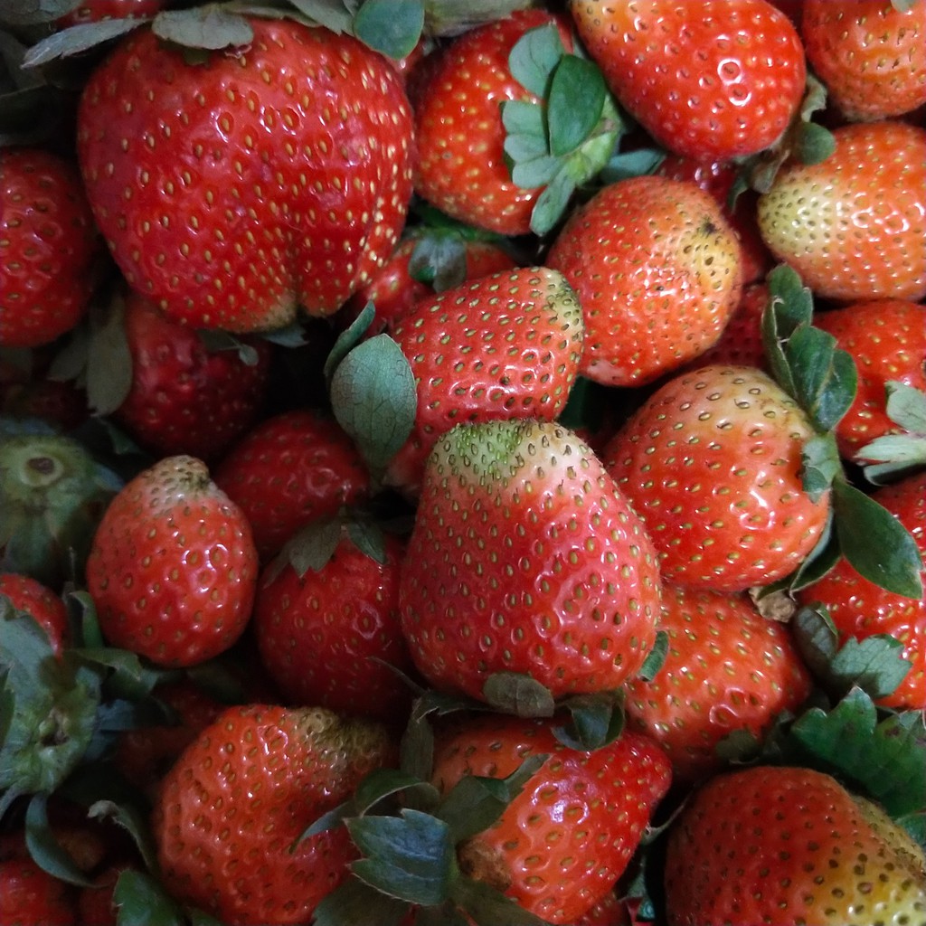 

Buah Strawberry Fresh