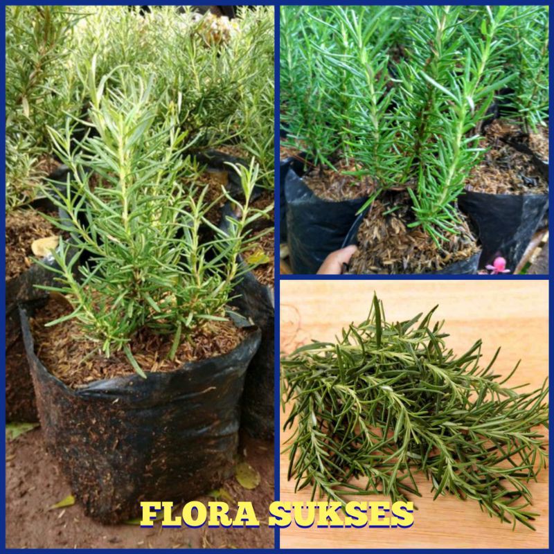 Bibit Tanaman Rosemary Bumbu Masakan Eropa Bunga Rosemary