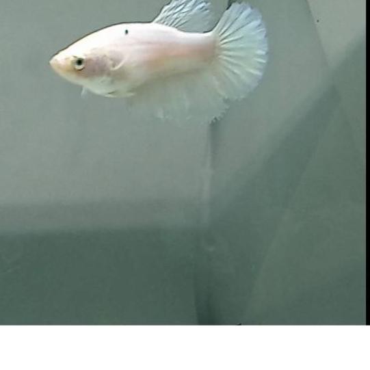 Garansi Termurah Ikan Cupang Hm White Platinum Female Shopee Indonesia