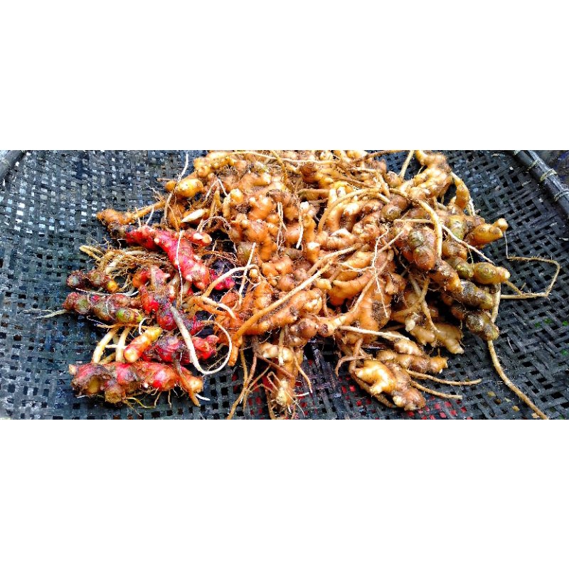 

Jahe Mencir ( Kecil ) 250 Gr