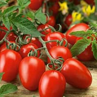 Benih Bibit Biji - Tomato (Cherry) Roma Plum Red Seeds