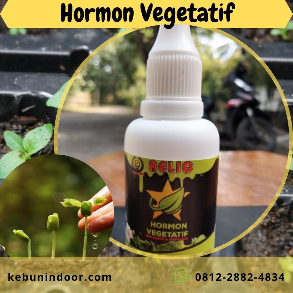 Hormon Pertumbuhan Akar Pada Masa Vegetatif Stek