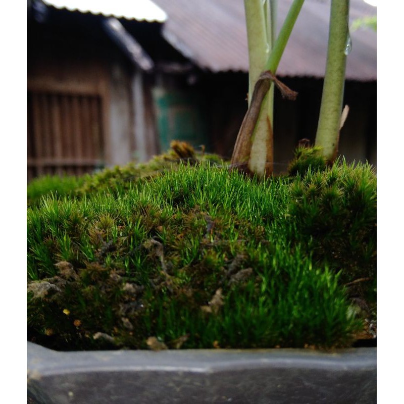 Forest Moss / lumut hijau / lumut hidup / murah / lumut bonsai / 500 gram
