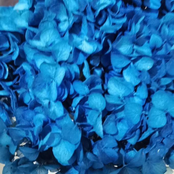 Hydrangea Preserved Bunga Kering - Biru