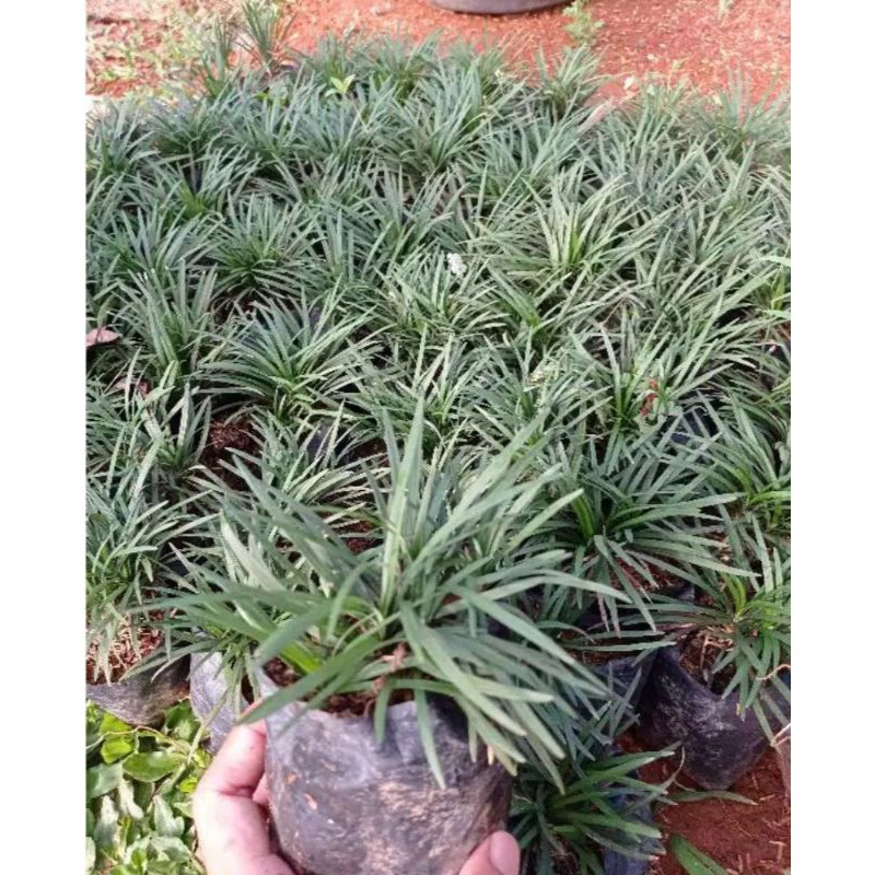 Tanaman Hias Kucai Mini Pohon Pengganti Rumput/Pohon Penghias Taman&Halaman Rumah Kucaimini Rumput