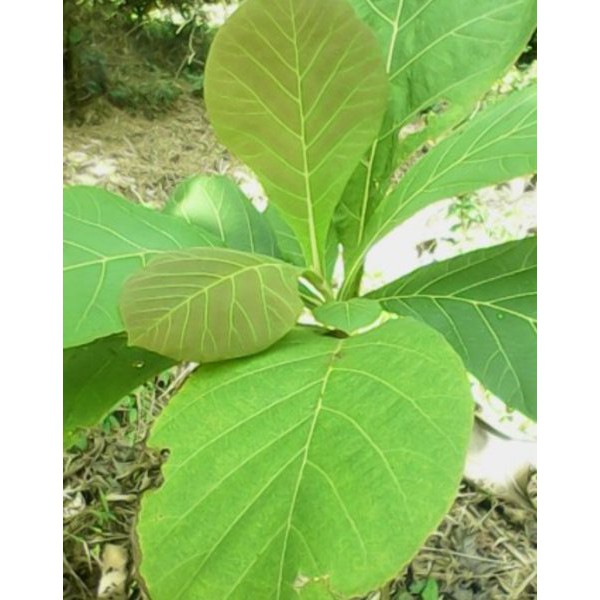

Daun Jati Segar 1 Kg