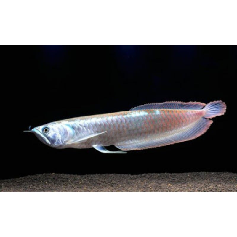 Ikan Arwana Silver Brazil Size 20-25cm