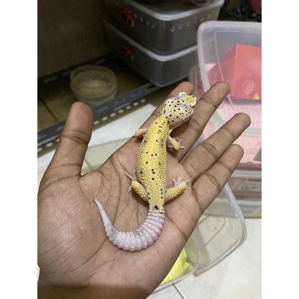 Leopard Gecko Macksnow LF Enigma PH Tremper Cakep No. 848
