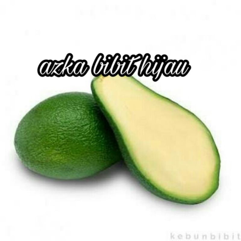 Bibit buah alpukat tanpa biji - non biji