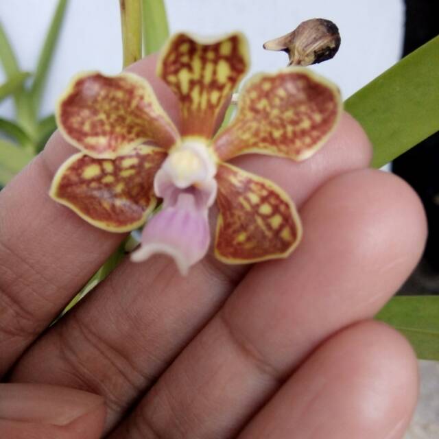 Tanaman anggrek vanda limbata