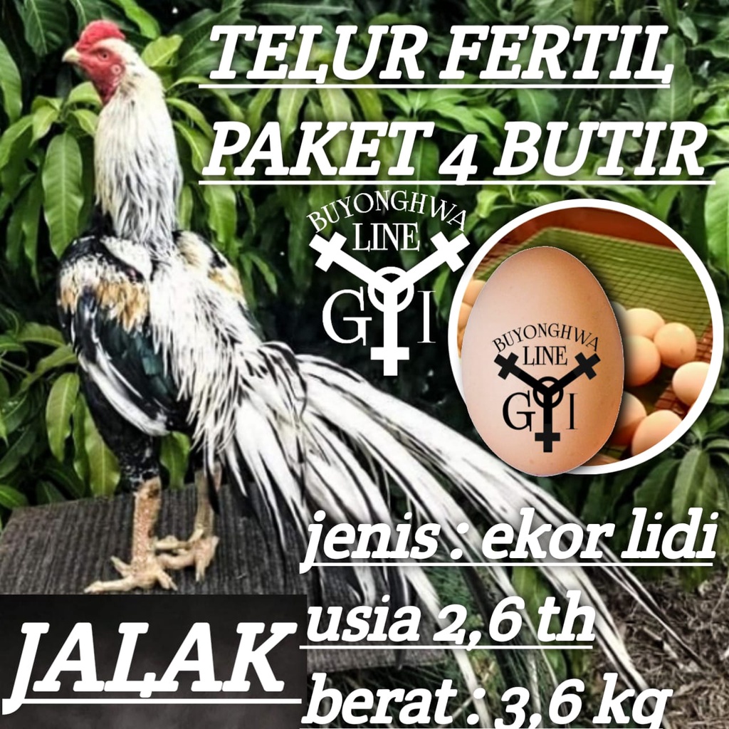 ayam bangkok ekor lidi asli thailand jalak super panjang paket telur fertil 4 butir
