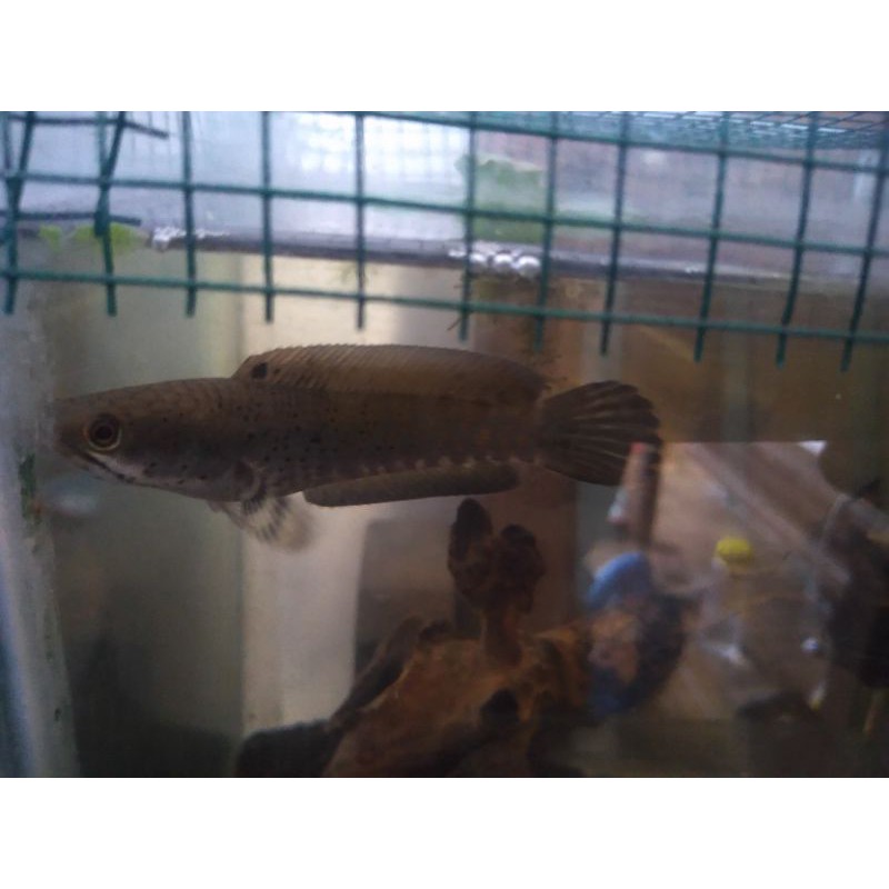 ikan hias Channa blue pulchare