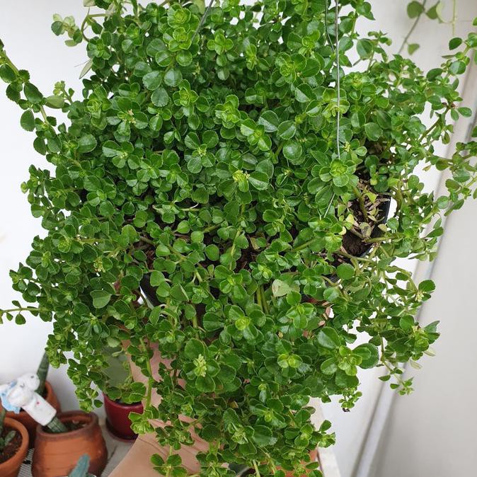 Pilea Pinokkio /Pilea Depressa Tanaman Mudah Dirawat Lucu Dan Gemes