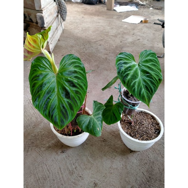 PILODENDRON VERRUCOSUM