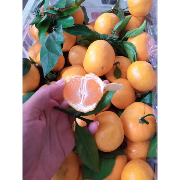 

jeruk santang daun fresh seedless /kg