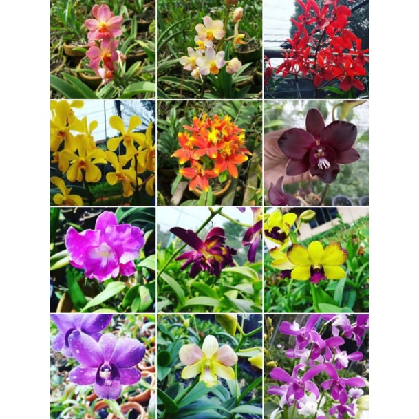 PROMO!!!12 PAKET TANAMAN HIAS DENDROBIUM ANGGREK MURAH