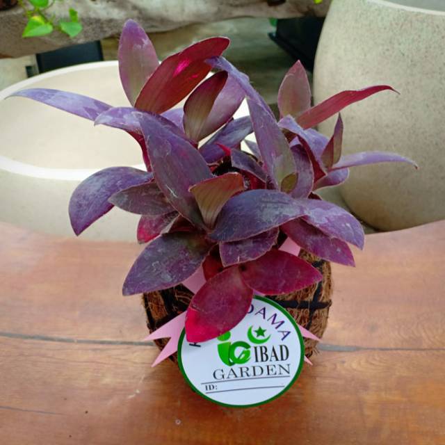 Tanaman hias kokedama Tradescantia pallida RIMBUN | Jenis tanaman hias yang cocok di gantung dan mud