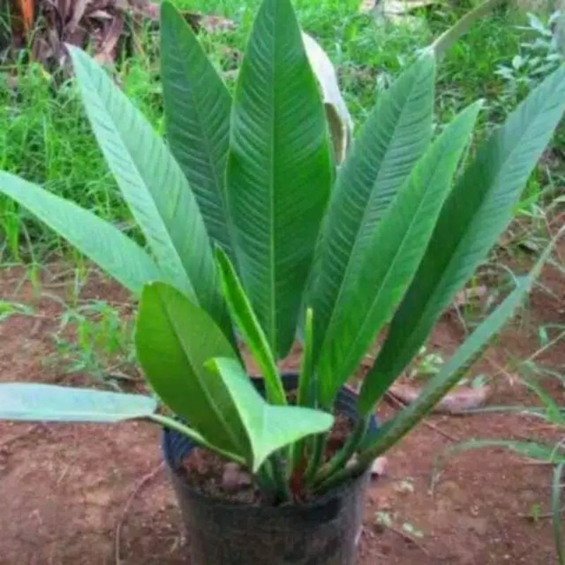 tanaman hias anthurium lynette -antorium linet