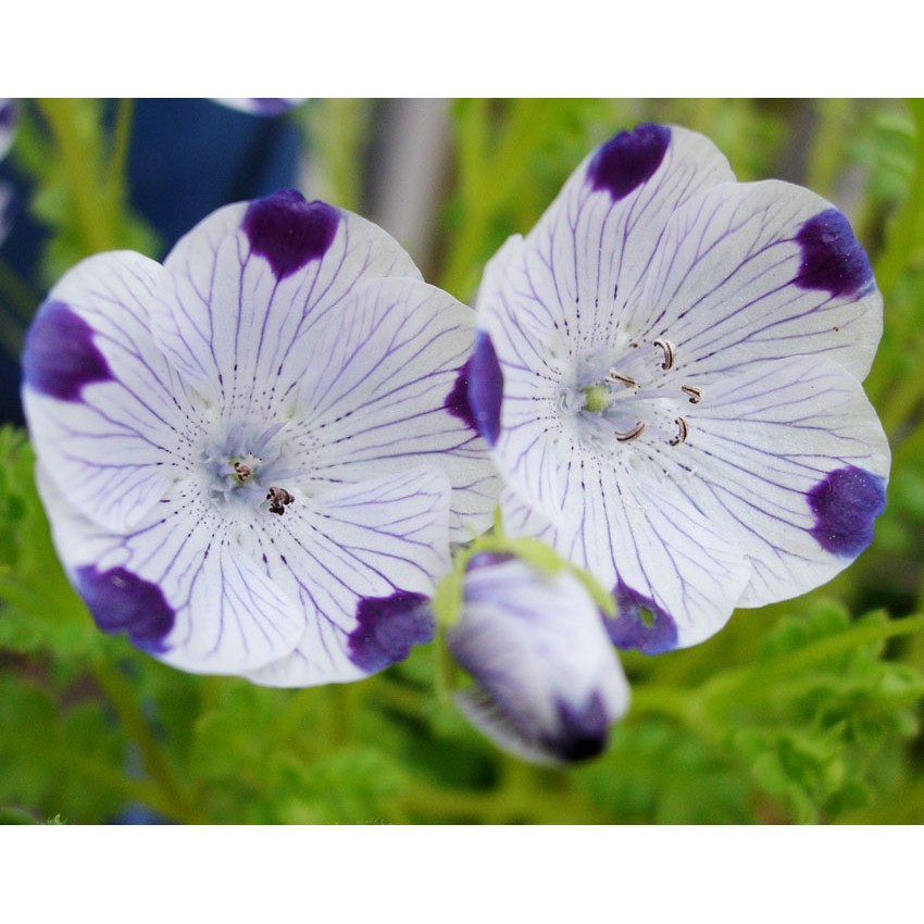 Benih Bibit Biji - Bunga Nemophila Five Spot Flower Seeds - IMPORT