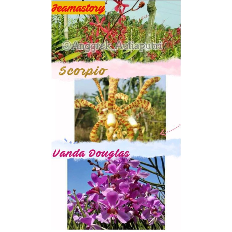 PAKET HEMAT 3 JENIS ANGGREK TANAH