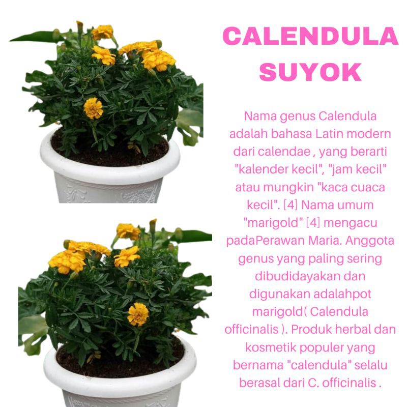 PROMO TANAMAN HIAS BUNGA CALENDULA SUYOK KUNING KUALITAS SUPER | COD