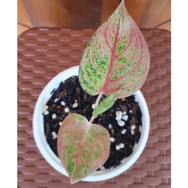 aglonema romantic love baby