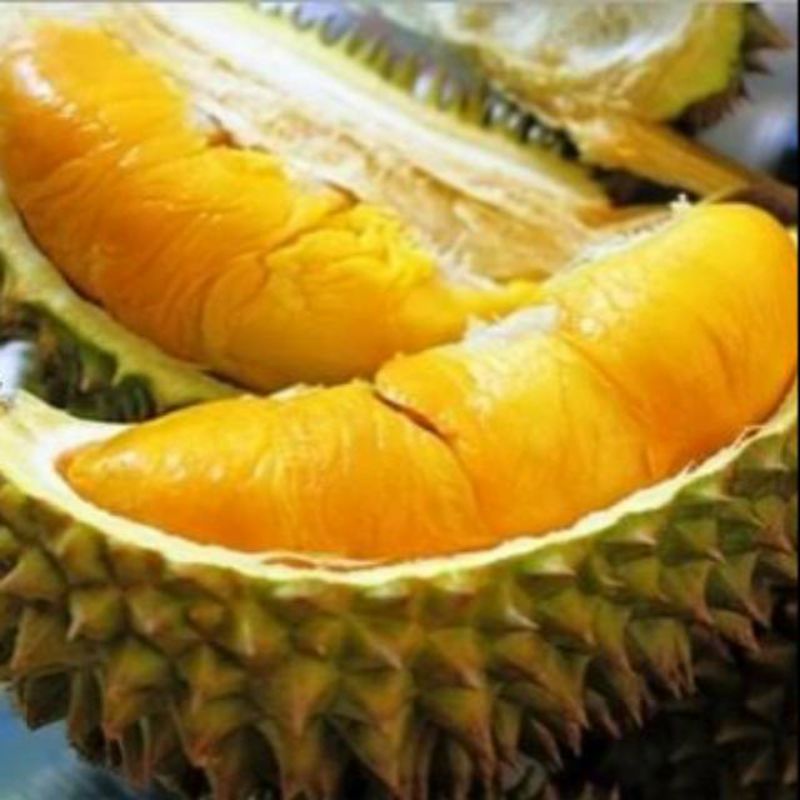 bibit durian musangking kaki 3