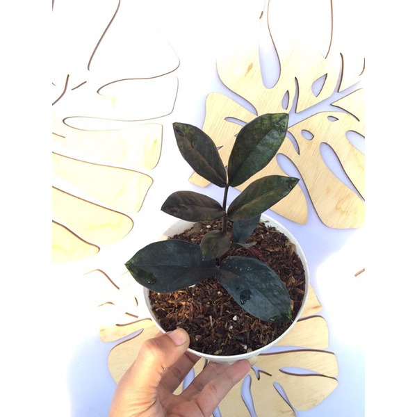 zzraven / zamia hitam langka