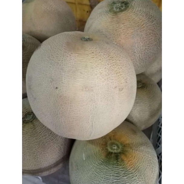 

Melon Madu