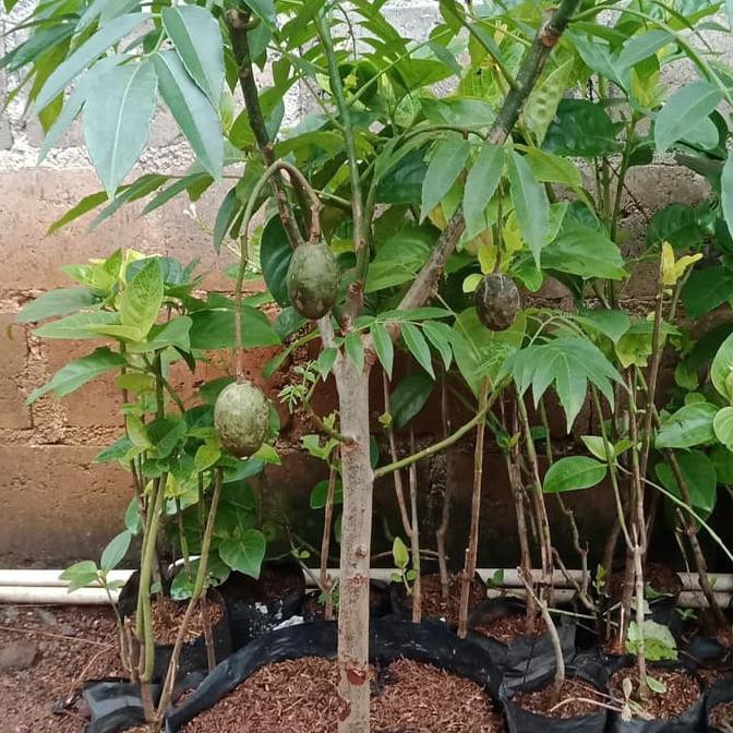 tanaman buah kedongdong/pohon kedongdong