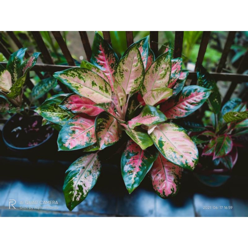 Aglonema kocin rumpunan cantik