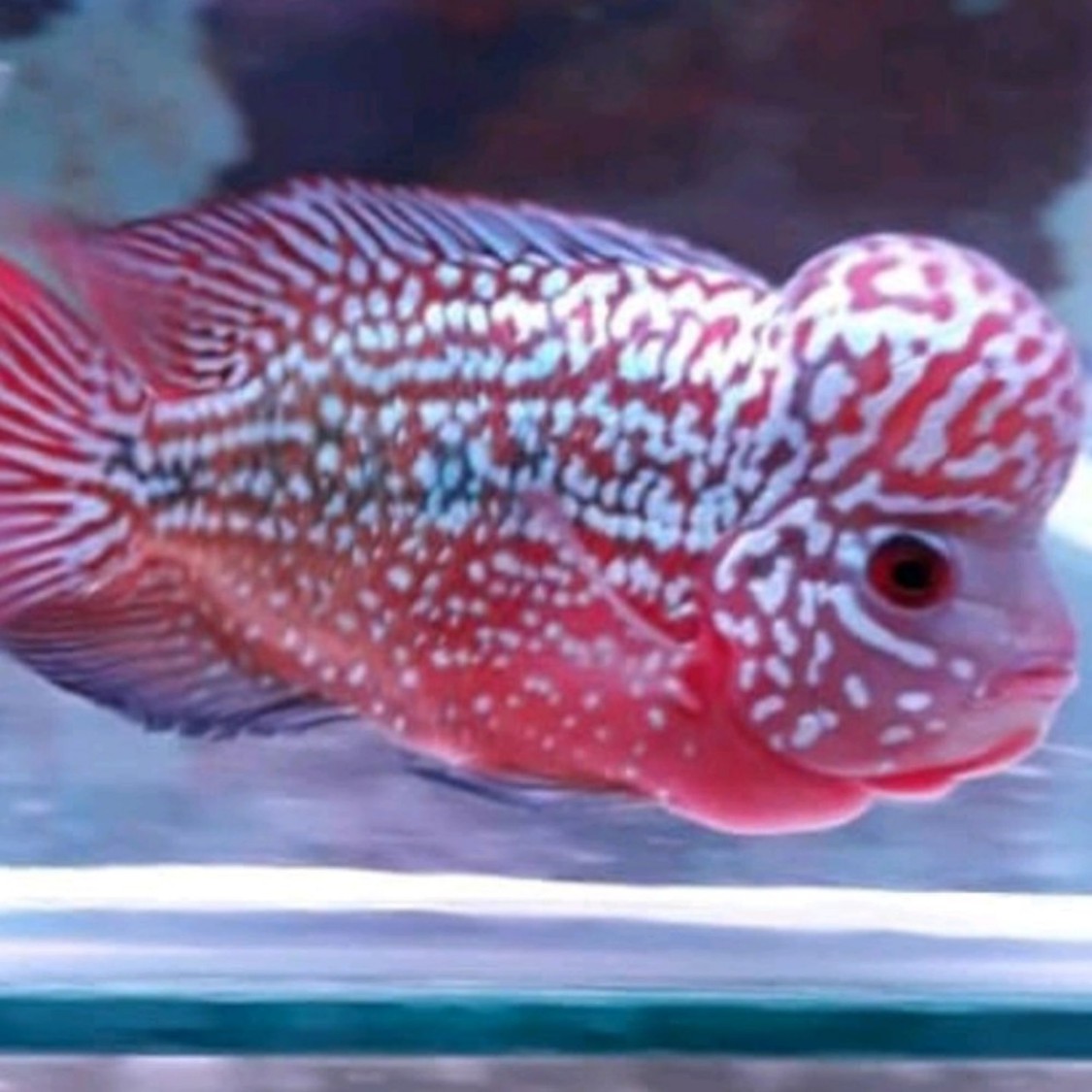 onepieceflowerhorn