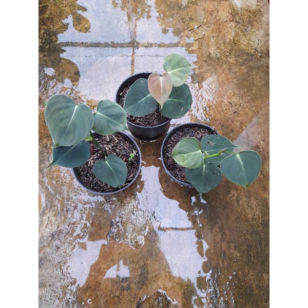 PHILODENDRON LUPINUM