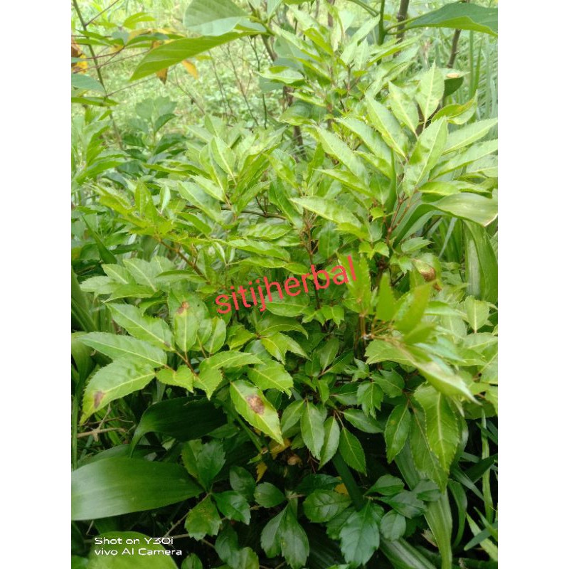 

daun cakra cikri / cakla cikli segar 500 gram