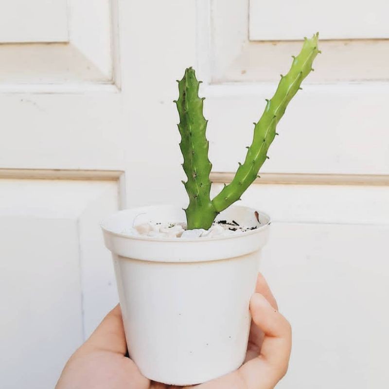 KAKTUS MINI GIFT KAKTUS SOUVENIR KAKTUS SUKULEN CACTUS MINI