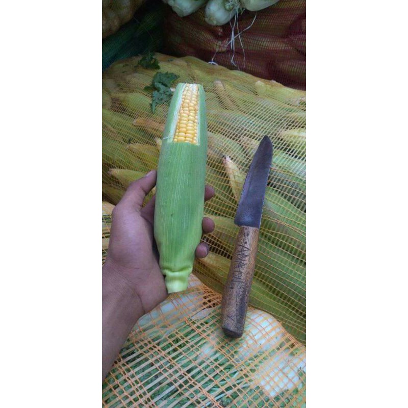 

jagung manis / jagung manis 1kg / jagung manis fresh