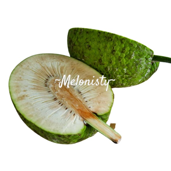 

[ PER BIJI ] BUAH SUKUN MENTAH SEGAR