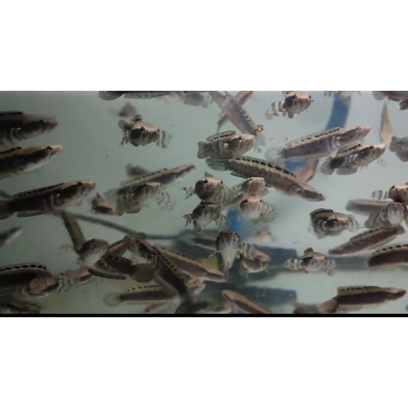 ORNA YELLOW LIPS MURMER KUALITAS