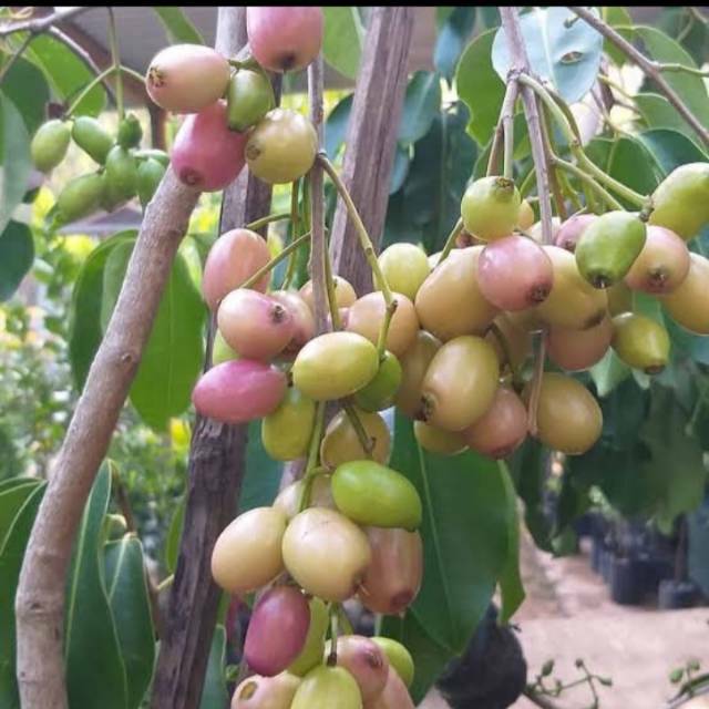 Bibit jamblang(duwet) putih