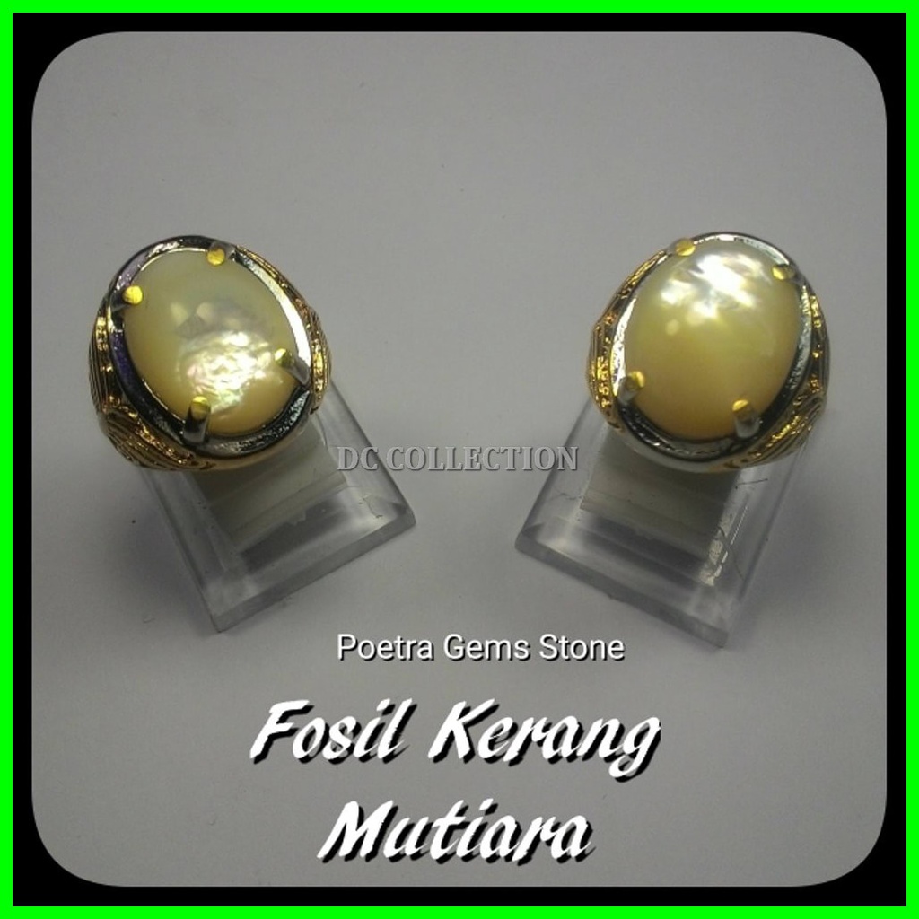 BATU CINCIN FOSIL KERANG MUTIARA