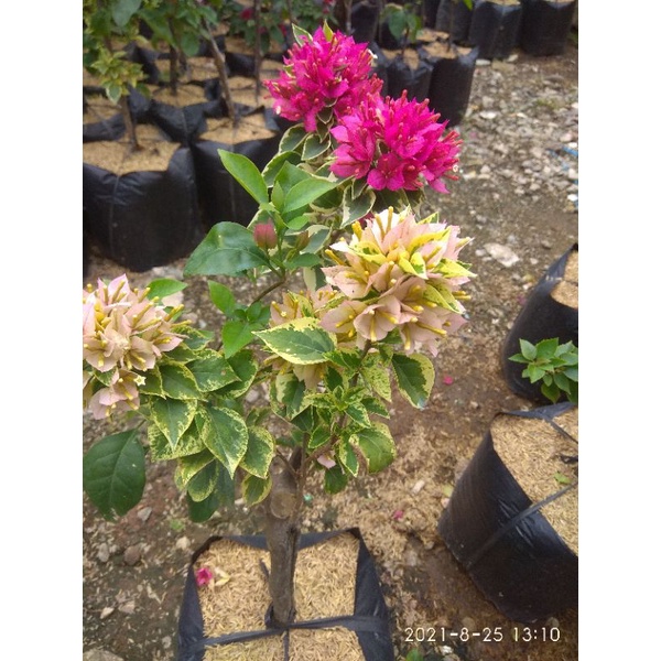 pohon bunga Bougenville Singapore, kondisi sudah berbunga