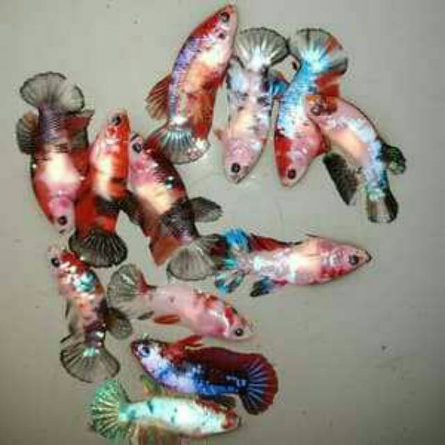 Betina ikan cupang betina plakat fancy belum siap pijah