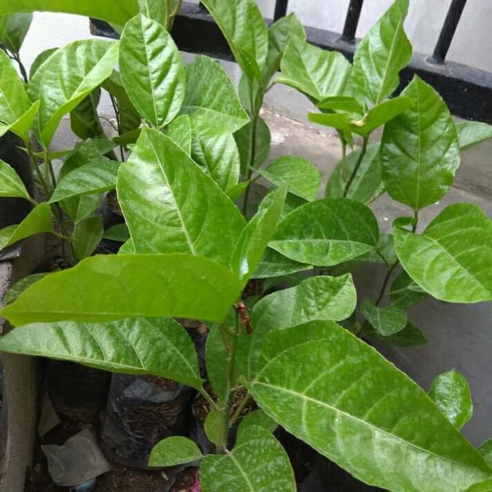 bibit tanaman markisa ungu-pohon buah markisa ungu