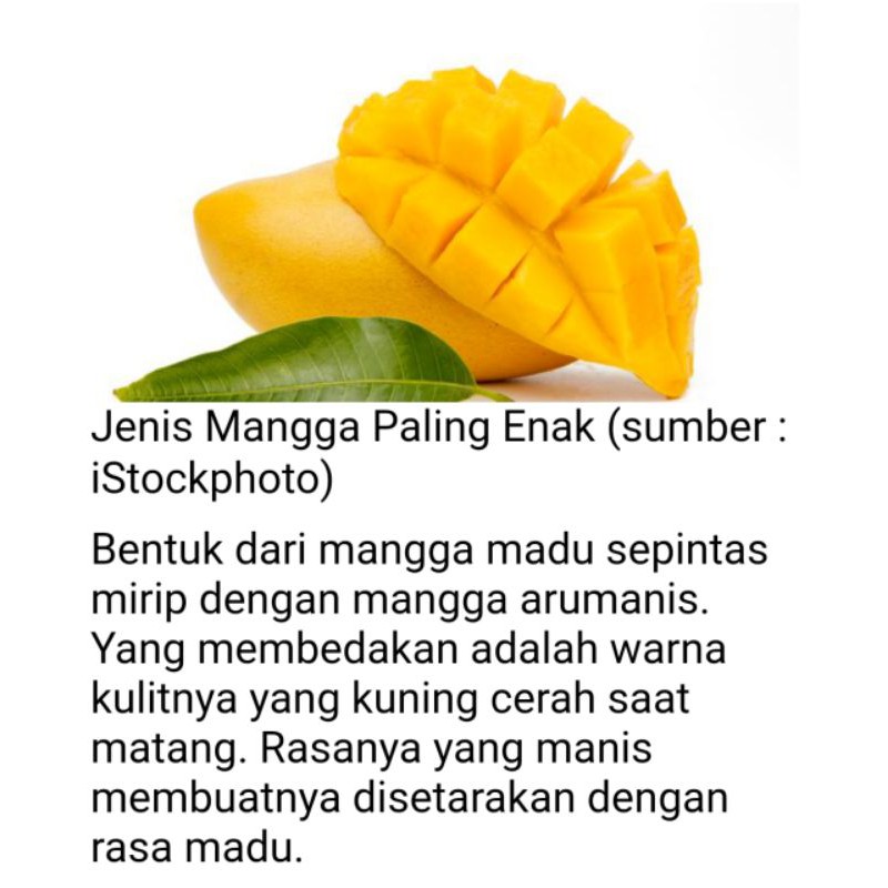 Biji mangga madu panjang / benih mangga madu